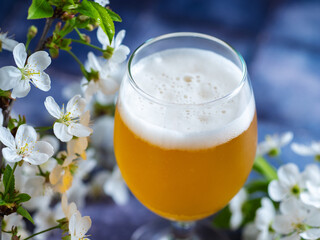 Craft spring beer on a blue table with a branch of white cherry blossoms