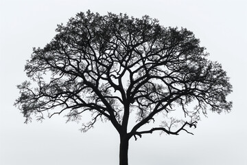 A striking silhouette of a tree in black and white, its branches and leaves intricately outlined against a light, soft background