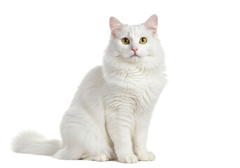 Obraz premium Isolated Elegant White Cat with Golden Eyes