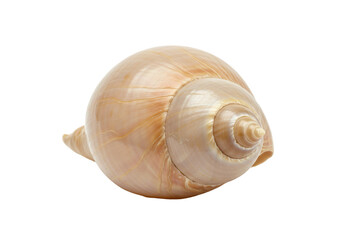 Isolated Seashell with Smooth Texture