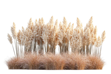 Pampas grass arrangement nature png transparent background white environment artistic concept