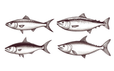 A set of vector illustrations featuring mackerel fish icons, drawn in a vintage woodcut engraving style.