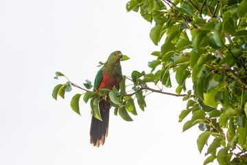 Photograph of an Australian King Parrot sitting and relaxing in a green leafy tree in the Blue Mountains in New South Wales, Australia.