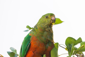 Photograph of an Australian King Parrot sitting and relaxing in a green leafy tree in the Blue Mountains in New South Wales, Australia.