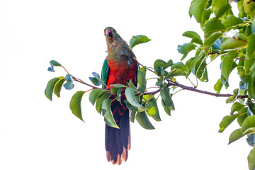 Photograph of an Australian King Parrot sitting and relaxing in a green leafy tree in the Blue Mountains in New South Wales, Australia.