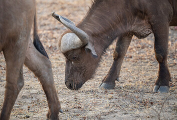 Fototapeta premium Afrikanische Tiere Kaffernbüffel oder auch Afrikanischer Büffel Steppenbüffel genannt, im Busch vom Krüger National Park - Kruger Nationalpark Südafrika