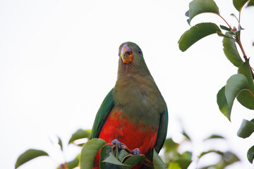 Photograph of an Australian King Parrot sitting and relaxing in a green leafy tree in the Blue Mountains in New South Wales, Australia.