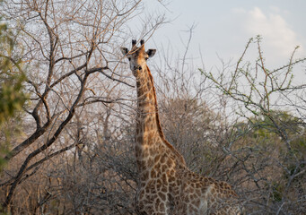 Afrikanische Tiere Giraffe im Busch vom Krüger National Park - Kruger Nationalpark Südafrika