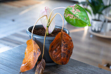 Problems in cultivation on sheet of aglaonema - leaves affected by black rot, overflow of plant, rotting of roots