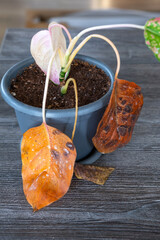 Problems in cultivation on sheet of aglaonema - leaves affected by black rot, overflow of plant, rotting of roots