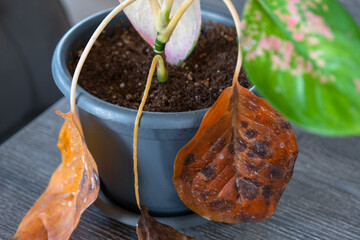 Problems in cultivation on sheet of aglaonema - leaves affected by black rot, overflow of plant, rotting of roots