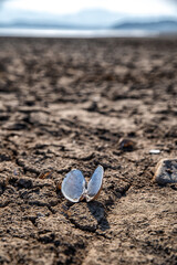 Open mussel on the cracked dry lake without water.