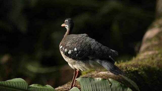 Sunbittern, Eurypyga helias, bird in the nature habitat. Sunbittern i n the forest, first light in the nature. Wildlife Costa Rica. Birdwatching in Central America. Bird in the nature habitat.