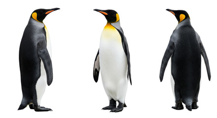 Obraz premium Isolated Group of Three Emperor Penguins Standing