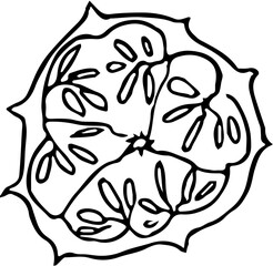 Fruit. Hand drawn vector isolated sketch. Horned melon