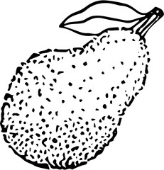 Fruit. Hand drawn vector isolated sketch. Jackfruit