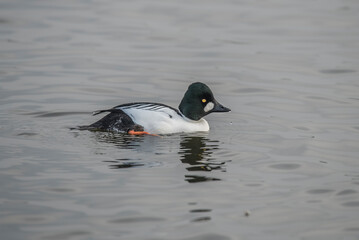 Fototapeta premium Goldeneye duck, male, in a loch, close up