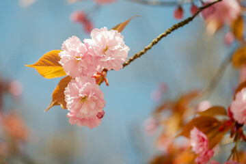 Rosa Zierkirsche in voller Blüte mit Bokeh