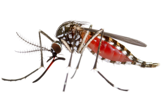 Mosquito close-up nature png image with transparent background white isolation insect anatomy concept