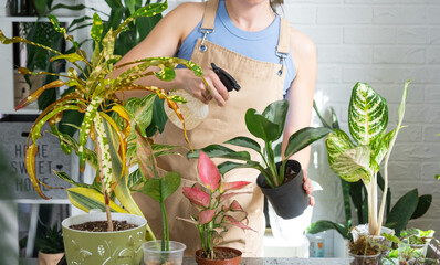 Woman florist sprays from a spray gun home plants aglaonema, liquid fertilizer, pest control. Home plant growing, green house, water balance, humidification