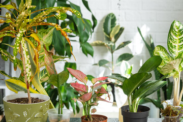 Different varieties of tropical aglaonemes on the floral table in the interior of the house. The flower hobby of a potted plant breeder
