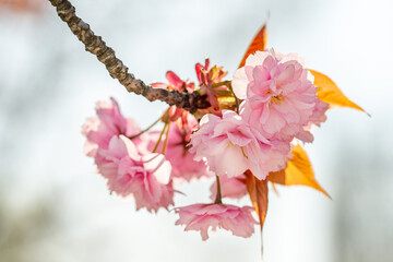 Kirschblüte der rosa Zierkirsche in voller Blüte mit Bokeh im Frühling