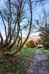 Ruta del los Castaños