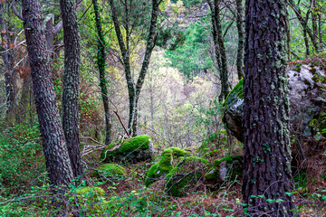Un claro en el bosque