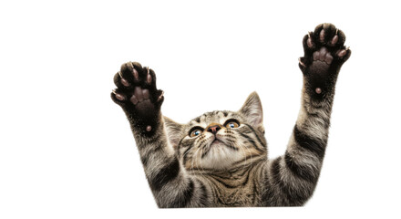 Isolated Playful Tabby Kitten Reaching Up with Paws