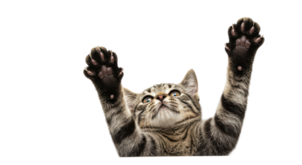 Isolated Playful Tabby Kitten Reaching Up with Paws