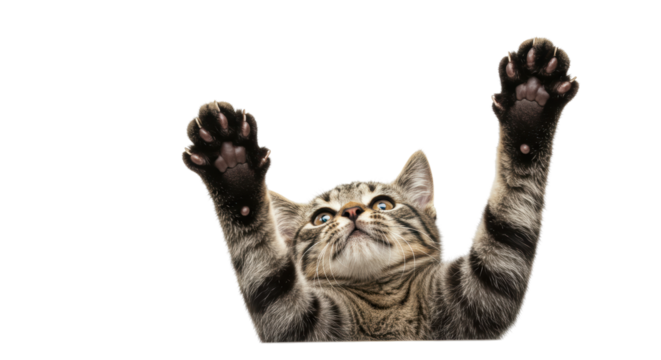 Isolated Playful Tabby Kitten Reaching Up with Paws