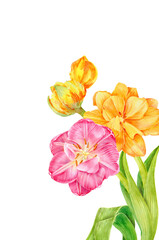 Spring bouquet consists of pink and yellow tulips, open and in bud. Hand painted with watercolors. For interior decoration, postcards or cosmetics