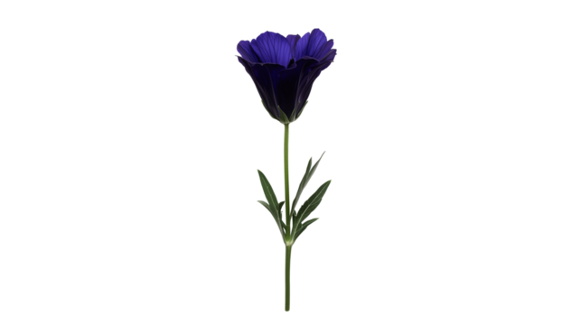 A Soft Blue Gentian Bloom with Trumpet-Shaped Petals and a Deep Purple Gradient, Surrounded by Slender Green Stems, Rendered Sharply Against a Transparent Background, Generated AI