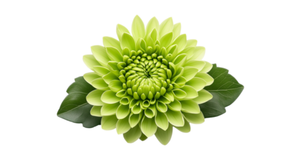 Unique Green Chrysanthemum with Tightly Packed Lime-Green Petals and Soft Natural Leaves, Displayed on Transparent Background, Generated AI