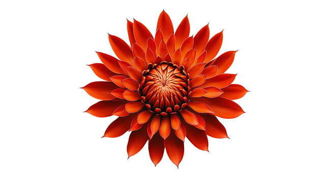 Vibrant Pincushion Protea with Spiky, Radiating Filaments in Warm Orange Tones, Isolated on Transparent Background, Generated AI - Powered by Adobe