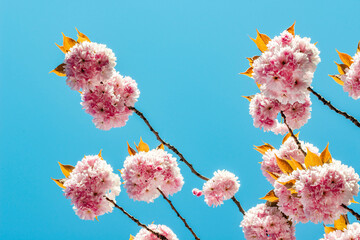 Kirschblüte der rosa Zierkirsche vor blauem wolkenlosen Himmel im Frühling
