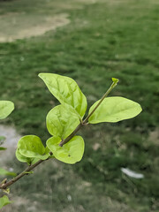 green leaves in the morning sun
