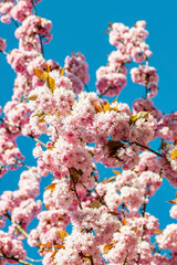 Kirschblüte der rosa Zierkirsche vor blauem wolkenlosen Himmel im Frühling