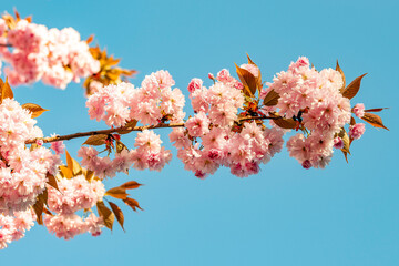 Kirschblüte der rosa Zierkirsche vor blauem wolkenlosen Himmel im Frühling