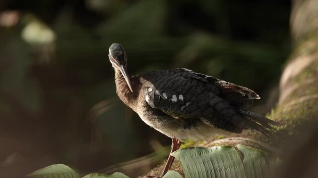 Sunbittern, Eurypyga helias, bird in the nature habitat. Sunbittern i n the forest, first light in the nature. Wildlife Costa Rica. Birdwatching in Central America. Bird in the nature habitat.