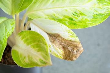 Problems in cultivation on sheet of aglaonema - leaves affected by black rot, overflow of plant,...