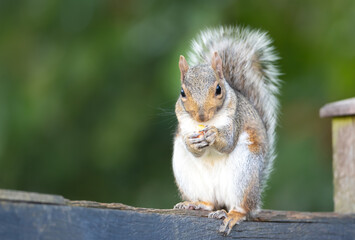 Grey squirrel eating nut on a garden fence