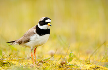 Portrait of a common ringed plover standing in a meadow