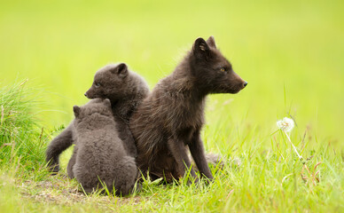 Fototapeta premium Arctic fox mum with playful cubs in summer