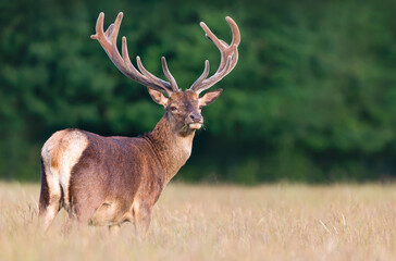 Portrait of a Red deer stag with velvet antlers in summer