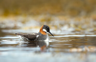 Portrait of a red-necked phalarope floating on water