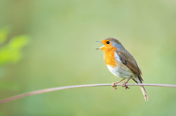 Portrait of European robin singing in spring