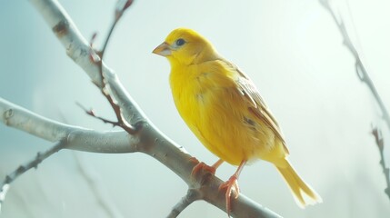 A bright yellow canary perched on a delicate twig, its vibrant plumage captured with exquisite detail against a white background.