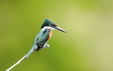 Green kingfisher perched on a tree branch