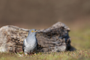Portrait of a common cuckoo in a meadow